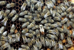 Juliane Berger: Was Sie schon immer mal über Bienen wissen wollten. - Imkerei in Slowenien