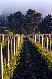 Vineyard Johner (New Zealand) - Field of wines