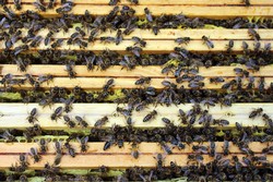 Juliane Berger: Was Sie schon immer mal über Bienen wissen wollten. - Imkerei in Slowenien