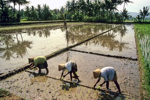 Vortrag 'Vom Pflanzstock zum Handtraktor - Die Entwicklung der Lebenssituation in den ländlichen Räumen Indonesiens' (Foto: Prof. Dr. Ulrich Scholz)