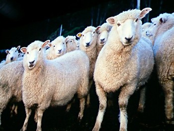 50 Millionen Schafe besiedeln neben den Menschen Neuseeland.