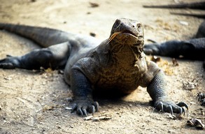 Multivisionsshow von Dirk Bleyer: 'Indonesien-Träume erleben - Von Bali nach Borneo'