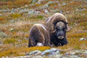 Hartmut Schneider: Moschusochsen im Dovrefjell