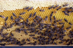 Juliane Berger: Was ich über Bienen immer schon mal wissen wollte. (Kinder- und Jugendkurs)