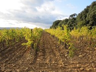 Kulinarische Weinprobe Spanien (Foto: Friedhelm Conrad)