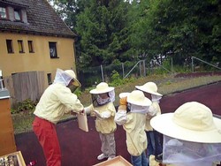 Juliane Berger: Was ich über Bienen immer schon mal wissen wollte. (Kinder- und Jugendkurs)