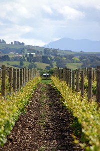 Weingut Johner (Neuseeland) - Rebenreihe