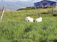 'Fotografisches Reisetagebuch - Island' (Foto: Christine Apler)